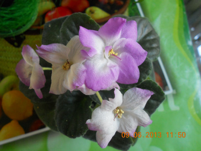 DSCN3460 - Balcon 2012-2013-2014