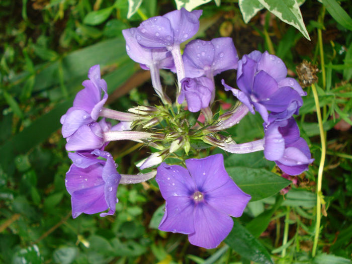 21.06.2013 Phlox paniculata Blue Paradise - Phlox