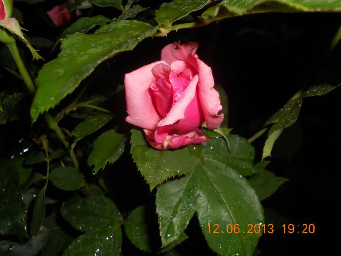 DSCN3496 - Trandafiri 2013
