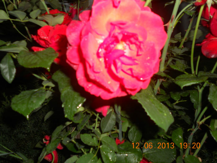 DSCN3497 - Trandafiri 2013