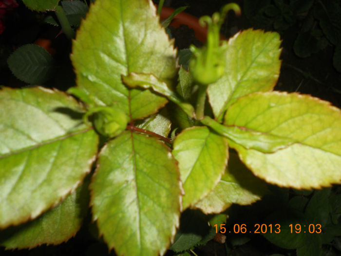 DSCN3566 - Trandafiri 2013