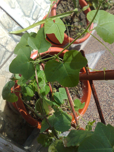 passiflora de la Nico - ACHIZITII FLORI DE LA DOAMNE CU SUFLET MARE 1