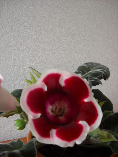 23 iunie - 1GLOXINIA- 2013