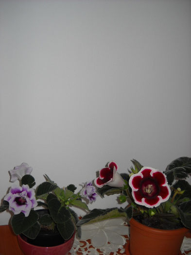 Burgundy Queen &Kaiser Frederich - 1GLOXINIA- 2013