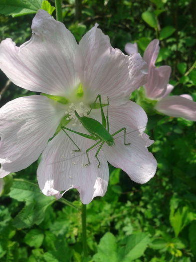 2013-06-23 13.52.06 - De prin natura