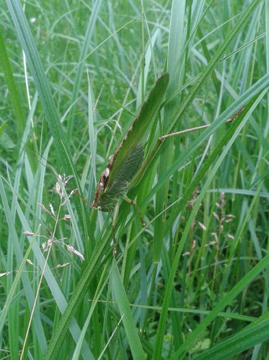 2013-06-23 14.09.10 - De prin natura