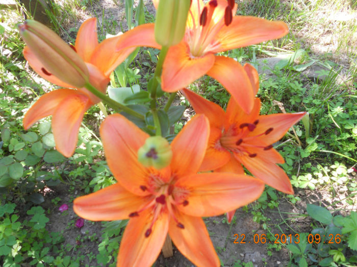 DSCN3595