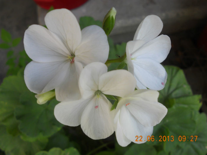 DSCN3601
