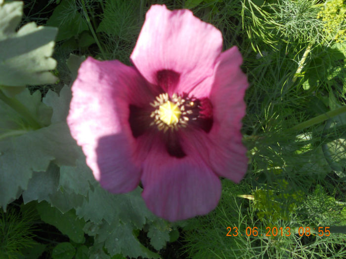 DSCN3604