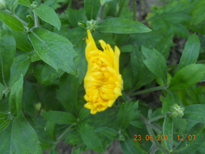 DSCN3607