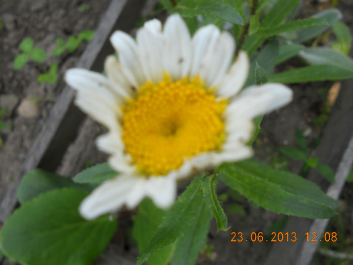 DSCN3613