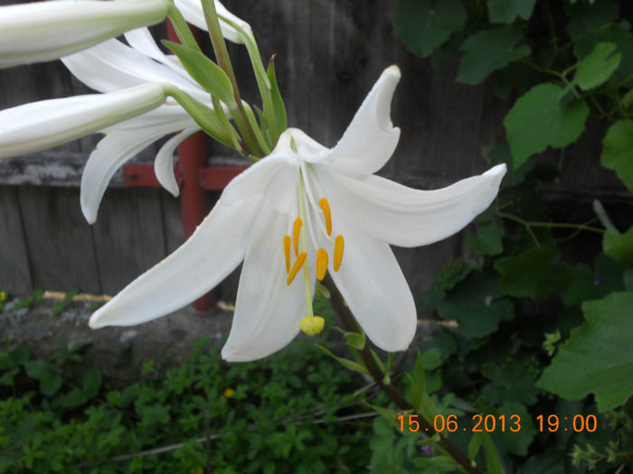 DSCN3558