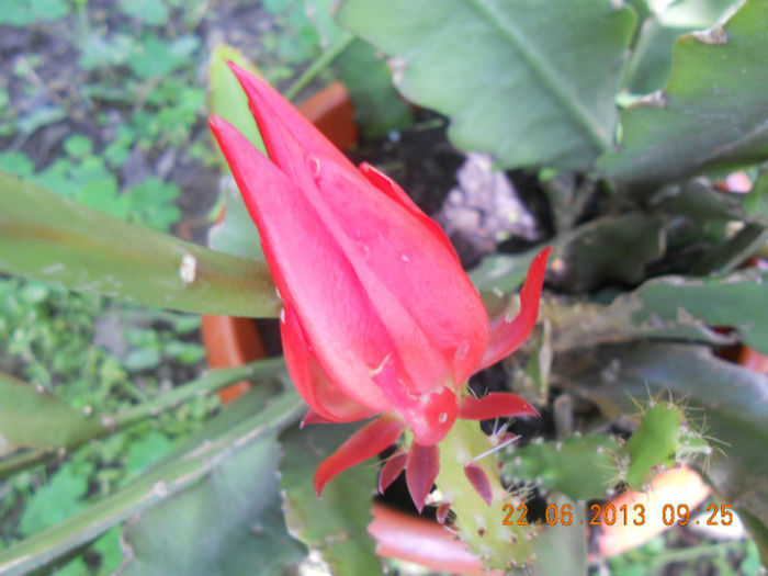 DSCN3594