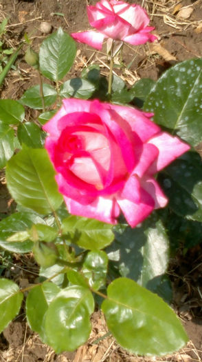 24.06.2013 rose gaujard - 8-j -trandafiri-2013