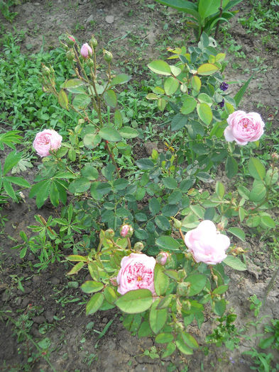 The Alnwick Rose