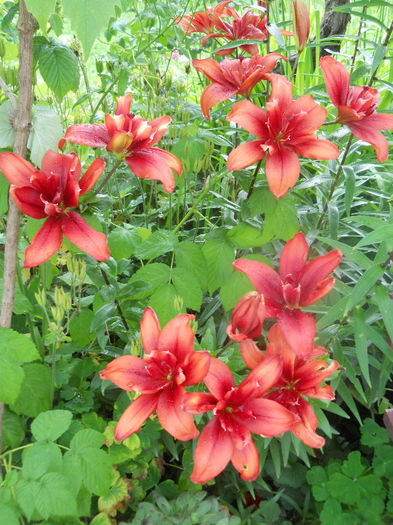 DSCN7279 - Gradina 2013