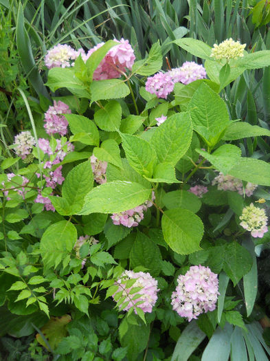 DSCN7292 - Gradina 2013