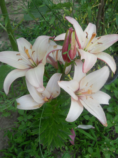 DSCN7295 - Gradina 2013