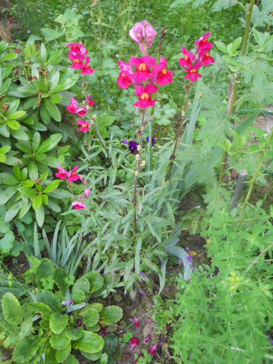 DSCN7307 - Gradina 2013
