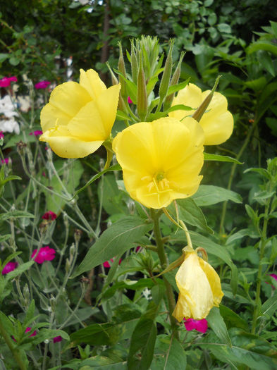 DSCN7342 - Gradina 2013