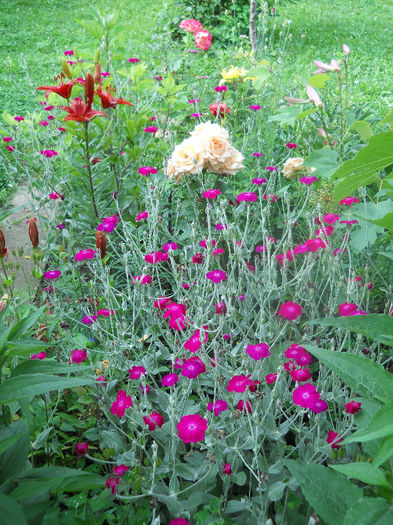 DSCN7360 - Gradina 2013