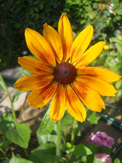 DSCN7457 - Gradina 2013