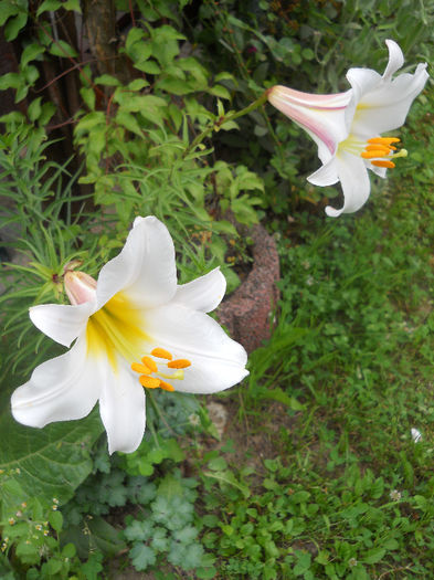 DSCN7419 - Crini