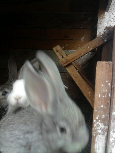 Fotografie0198 - iepuri urias belgian vanduti