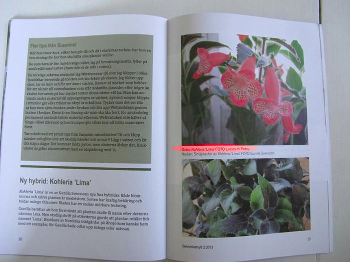 Publicare revista de specialitate - Foto Lima 1; Publicare revista de specialitate. Foto cu Kohleria Lima (ni)
Amanunte 
http:flori-si-plante.roforumviewtopic.php?f=49&amp;amp;t=1236
