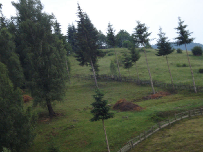 DSC07868