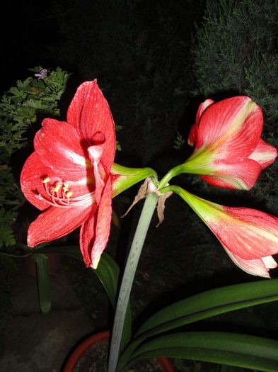 DSC07334 - Amaryllis