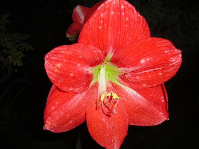 DSC07336 - Amaryllis