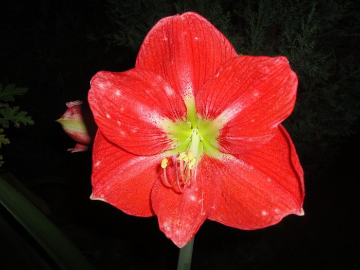 DSC07337 - Amaryllis