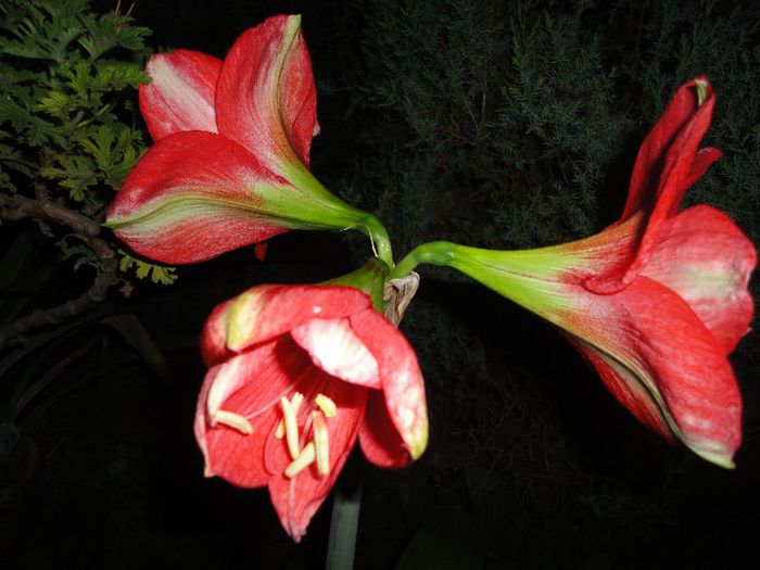 DSC07338 - Amaryllis