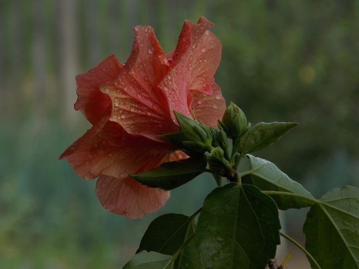 DSCN0800 - HIBISCUS 2013