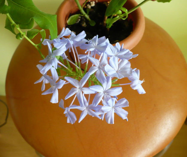 P1450368 - Plumbago 2012 -2013