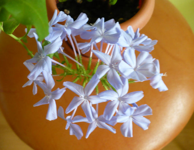 P1450370 - Plumbago 2012 -2013