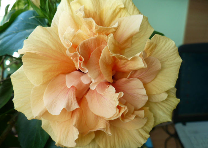 P1450284 - hibiscusi 2013