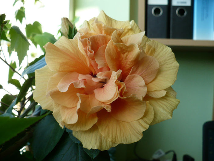 P1450286 - hibiscusi 2013