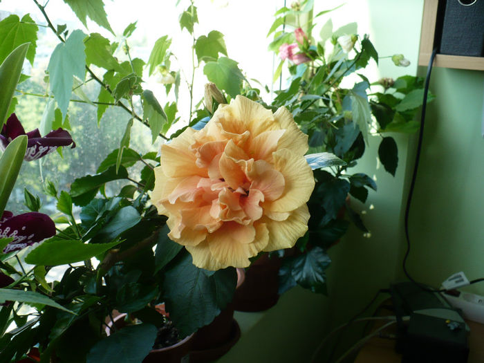 P1450287 - hibiscusi 2013