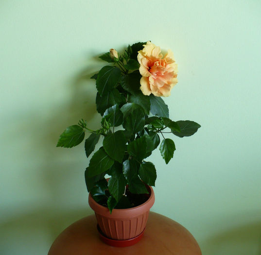 P1450293 - hibiscusi 2013