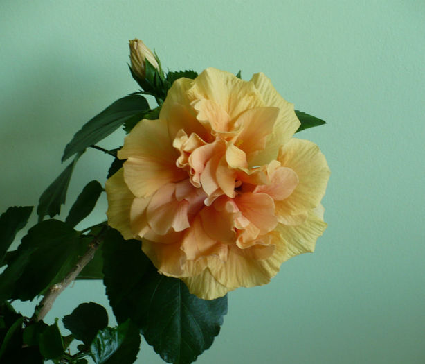 P1450290 - hibiscusi 2013
