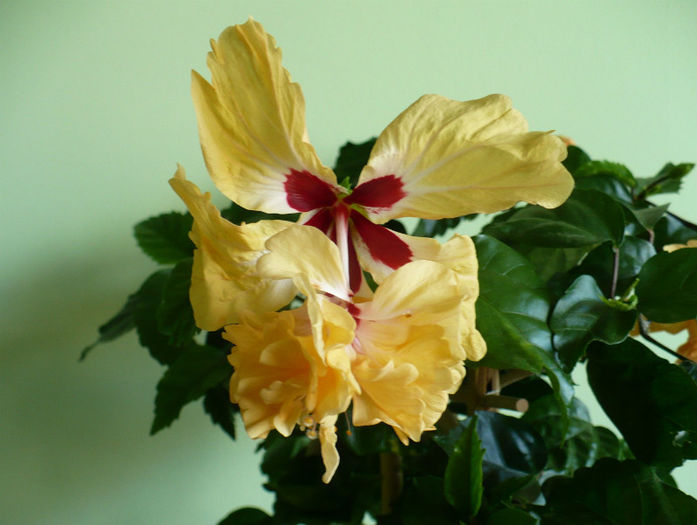 P1450320 - hibiscusi 2013