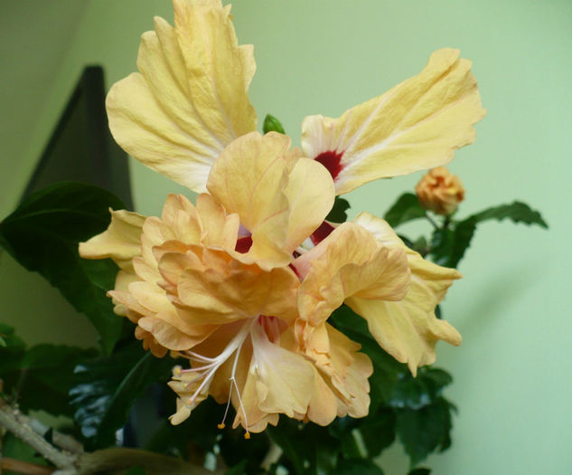 P1450321 - hibiscusi 2013