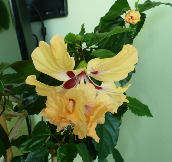 P1450323 - hibiscusi 2013