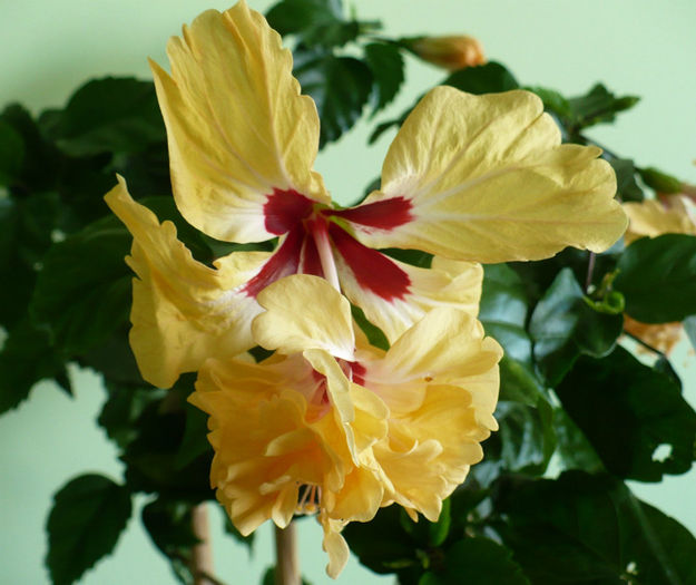 P1450324 - hibiscusi 2013