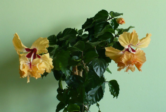 P1450327 - hibiscusi 2013