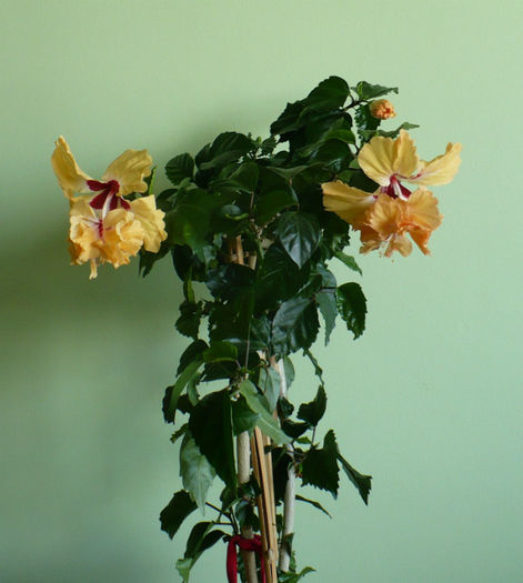P1450328 - hibiscusi 2013