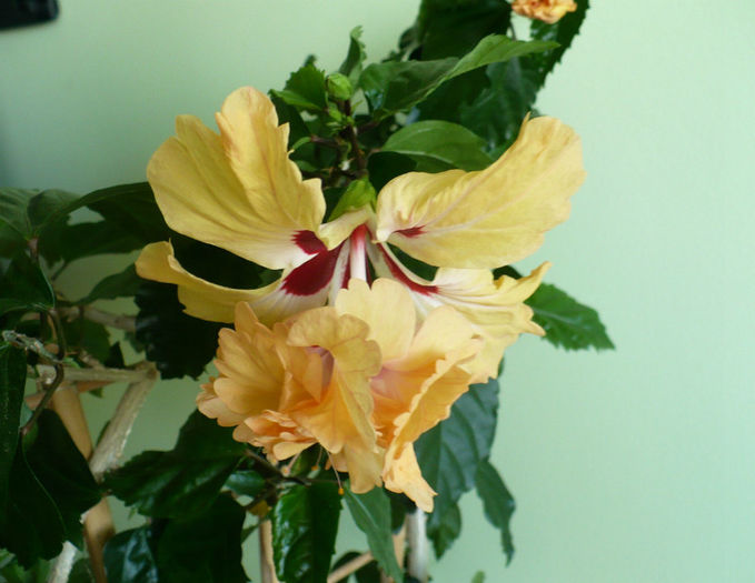 P1450329 - hibiscusi 2013