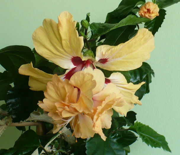 P1450331